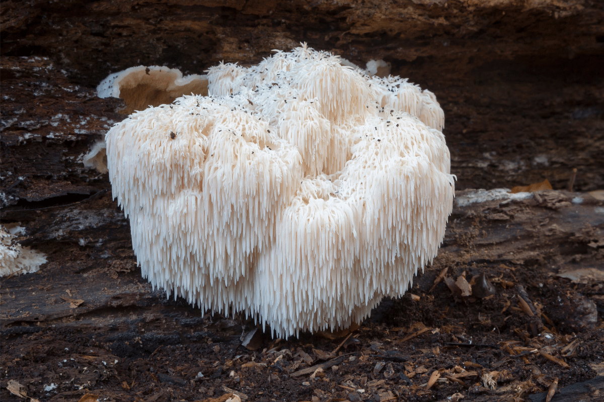 Hericium erinaceus, Lion’s Mane
