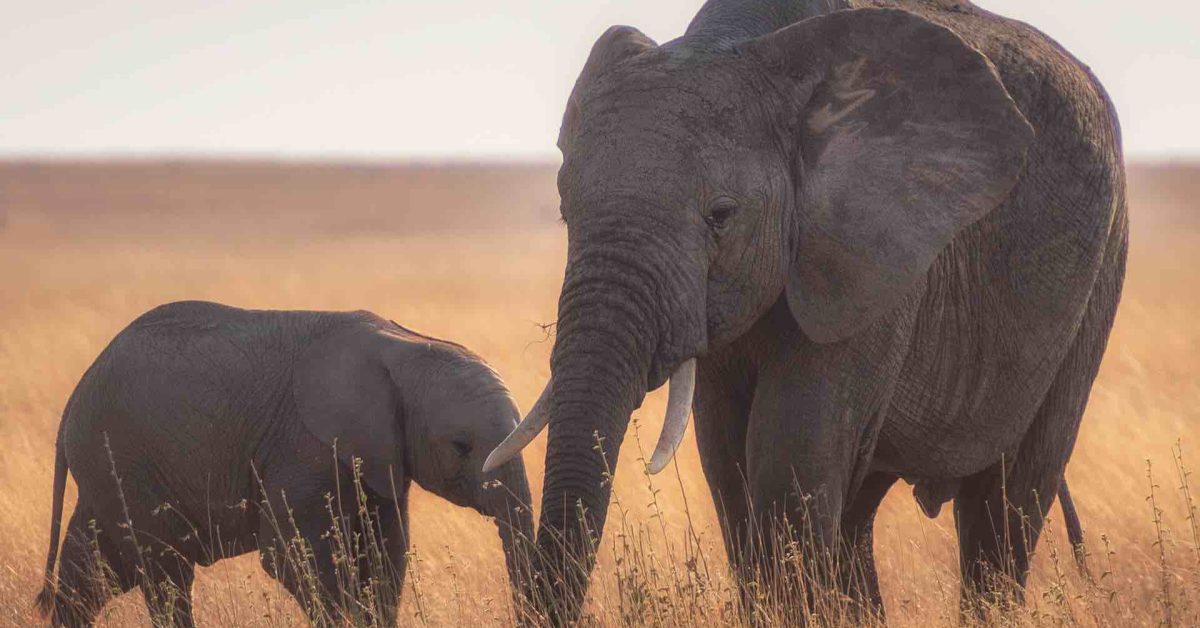 elephants in a corn field