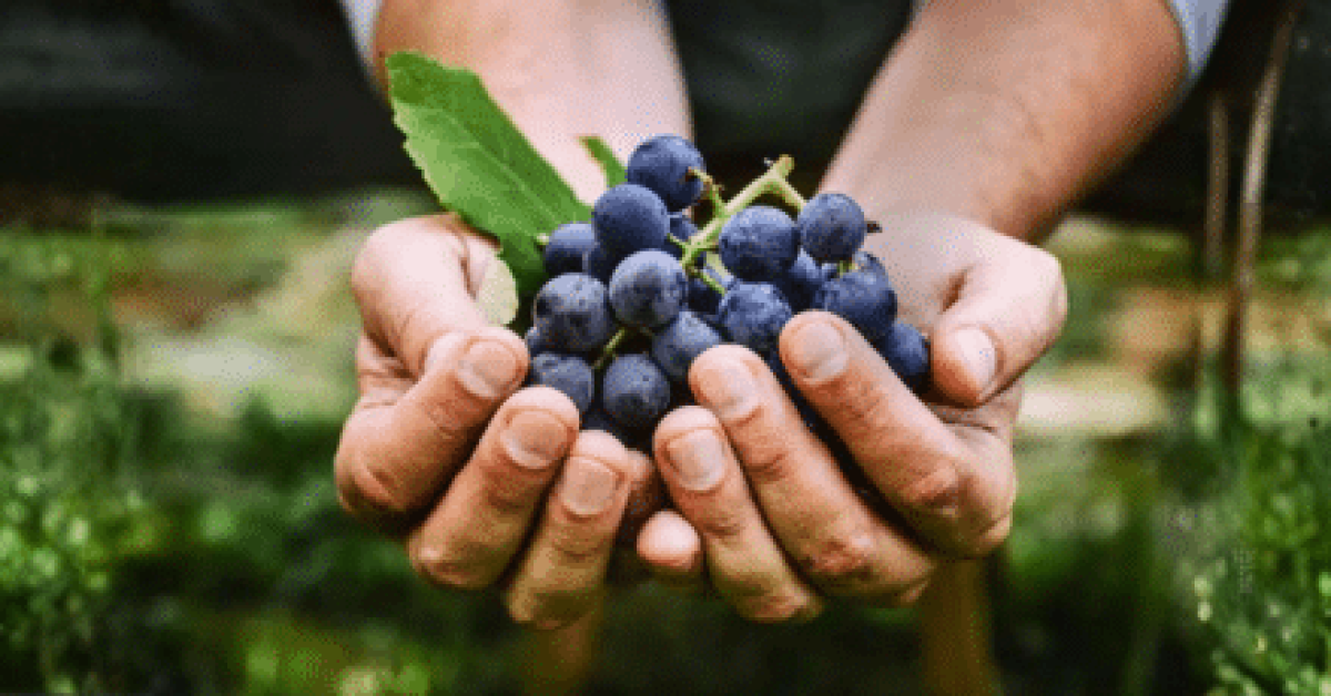 תמונות חדשות לאתר Vooom - 590X230